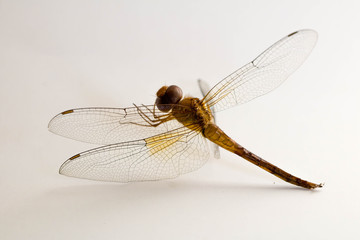 Close-up Dragonfly on white background.