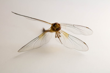 Close-up Dragonfly on white background.