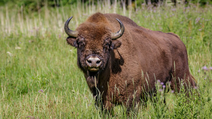 Wisent - European Bison