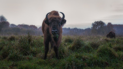 Wisent - European Bison
