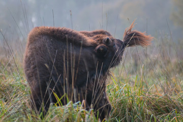 Wisent - European Bison