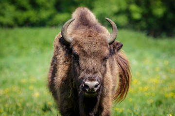 Wisent - European Bison