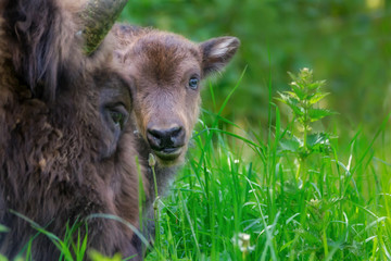 Fototapeta premium Wisent - European Bison