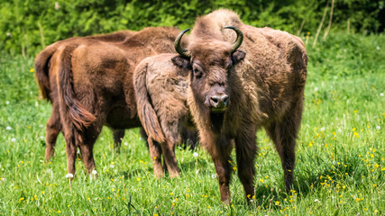 Wisent - European Bison