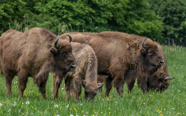 Wisent - European Bison