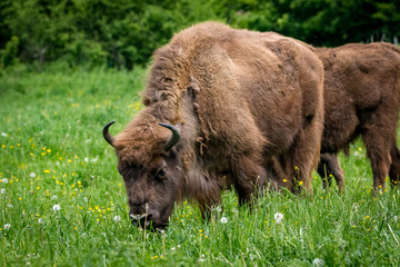 Wisent - European Bison