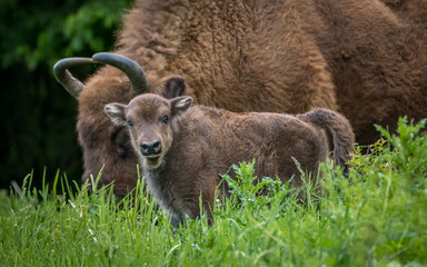 Wisent - European Bison