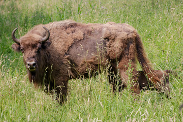 Wisent - European Bison