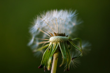 Dandelion flower seeds