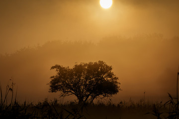 Fototapeta premium Landscape Flevoland Netherlands