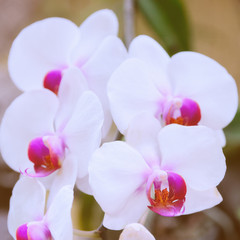 Obraz na płótnie Canvas Exotic Orchid flower grows and blooms in tropical garden of Tenerife, Canary Island. Beautiful Phalaenopsis Orchid flower background for wed design or wallpaper.