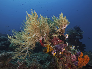 Fototapeta na wymiar Pulse Coral, Pumpkoralle (Xenia elongata)