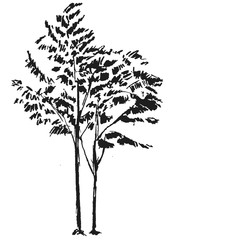 Hand drawn black tree isolated on white background. Branches of small plant on vector illustration. Simple gray sketch.
