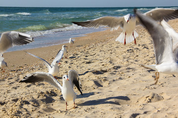 Birds of white color fly on the coast
