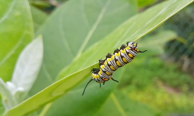 Caterpillar on green leaf