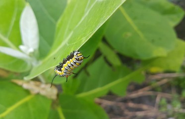 Caterpillar on green leaf