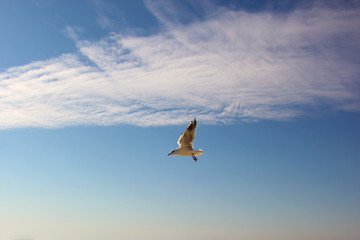 One white gull beautifully flies in the sky spreading its wings