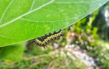 Caterpillar on green leaf