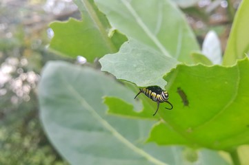 Caterpillar on green leaf