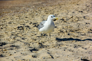 One white bird stands on the shore of the pond looks in different directions