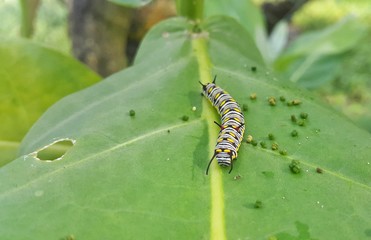 Caterpillar on green leaf