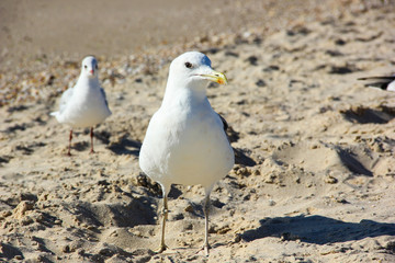Two white birds gulls standing on land looking at the frame
