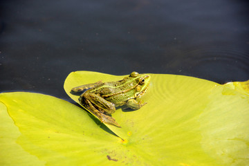 A green frog sits on a water lily leaf in water. The frog is resting. Frog in the water. Frog on a leaf.