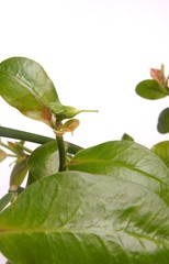 Flower bird plant isolated on white