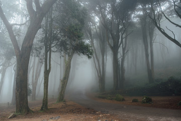 Foggy forest in Sintra, Portugal
