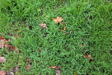 Wet lawn in autumn with dry leaves