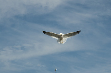 seagull