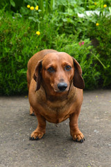 Red-haired dog on a background of green grass. Red-haired dachshund.