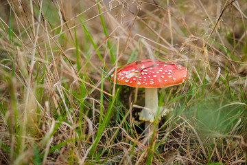 amanita in grass