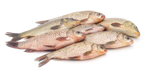 Group of raw fish.