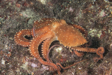 An octopus on his way