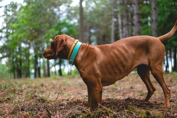 Hungarian Vizla dog in forest summer day
