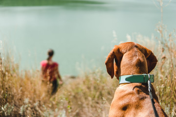 (hungarian vizsla) the dog is betrayed waiting for its owner on the river bank
