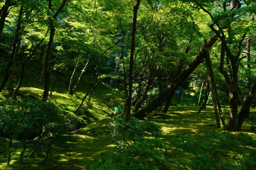 Fototapeta na wymiar Chisen-kaiyushiki, Pond-stroll garden in Ginkaku-ji temple in Kyoto, Japan