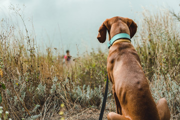 (hungarian vizsla) the dog is betrayed waiting for its owner on the river bank