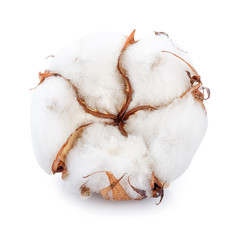 cotton flower isolated