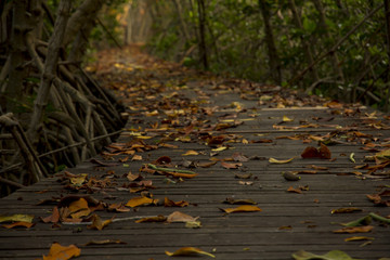 Wooden Bridge in Mangrove Forest at Laem Phak Bia