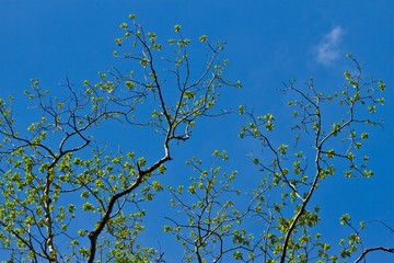 Branches of big tree against blue sky