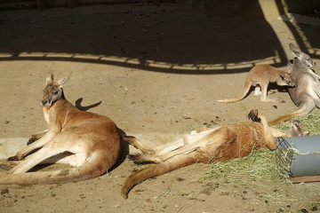 カンガルー