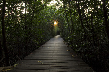 Wooden Bridge in Mangrove Forest at Laem Phak Bia