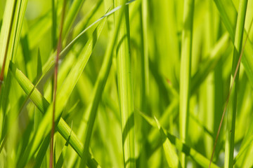Close up of rice leaves