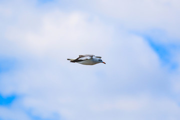 Close up seagull flying in the sky.