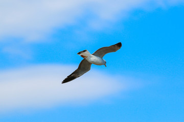 Close up seagull flying in the sky.