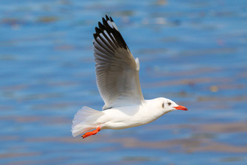 Close up seagull flying in the sky.