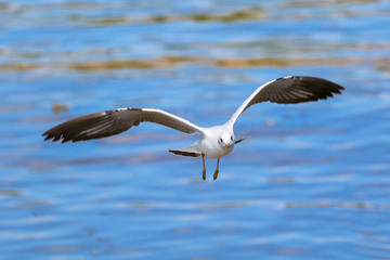Fototapeta na wymiar Close up seagull flying in the sky.