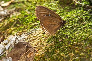 Butterfly sitting on wet stone